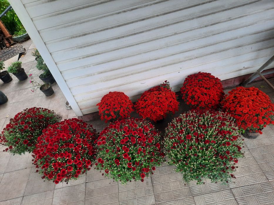 Хризантеми різні. Є подарункові комплекти з кашпо.