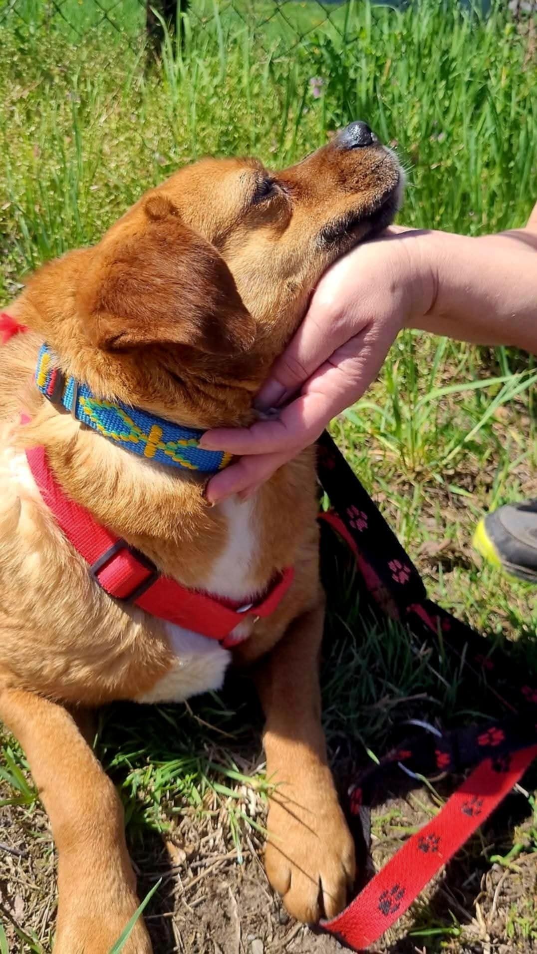 Ruda sunia o uszkach jak beagle do adopcji
