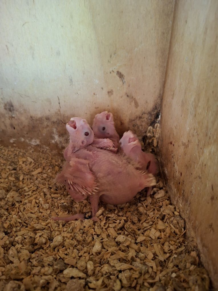 Aves de bico curvo