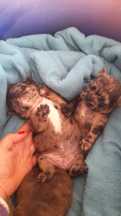 Bulldog francês merly