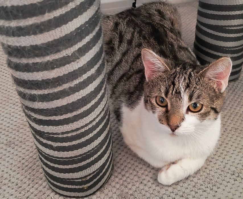 Oddam sliczną kotkę