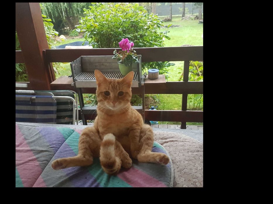 Znaleziony rudy kotek „Tygrys”– adopcja, najlepiej dom z ogródkiem