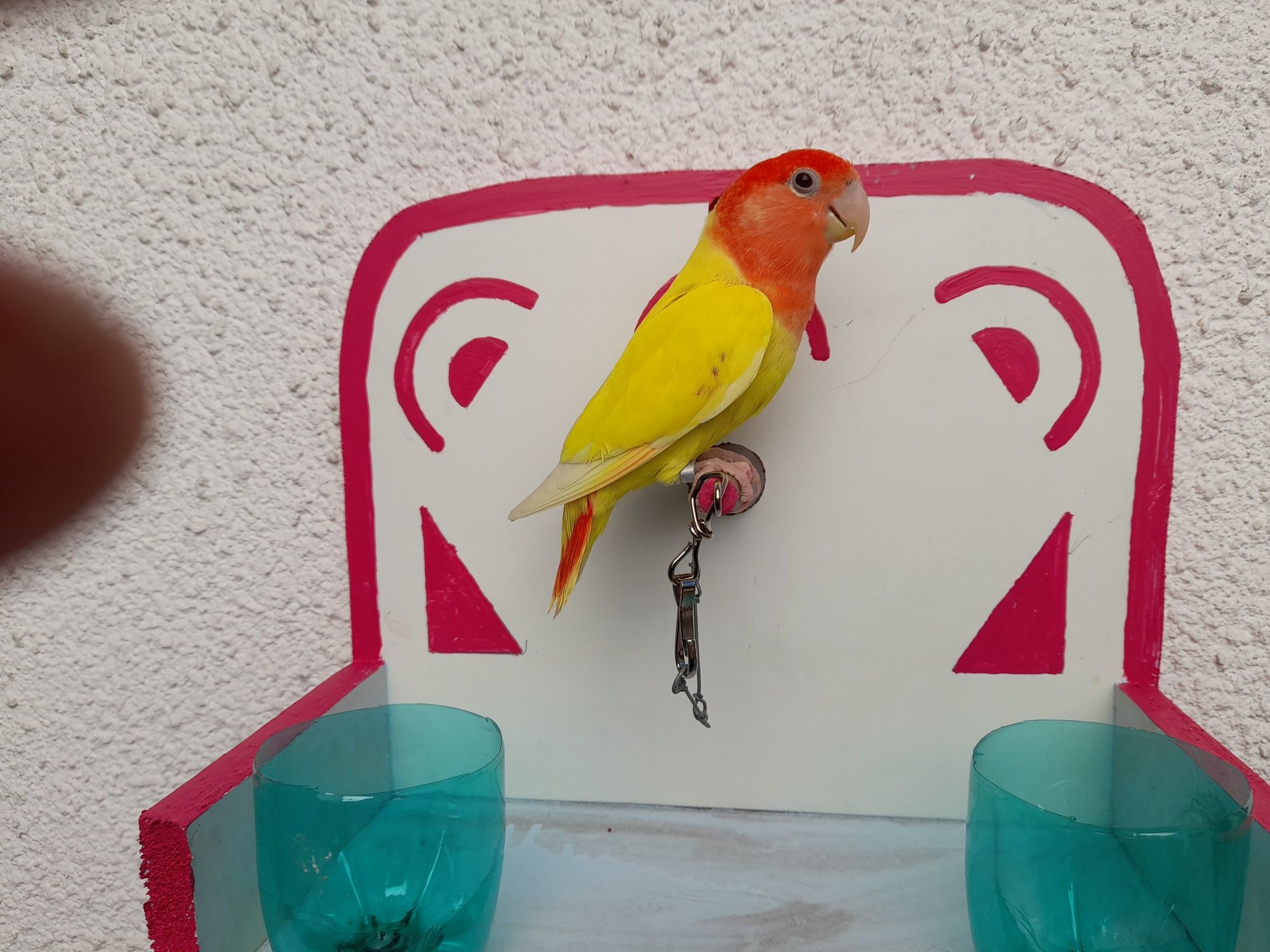 Agapones domesticados em poleiro