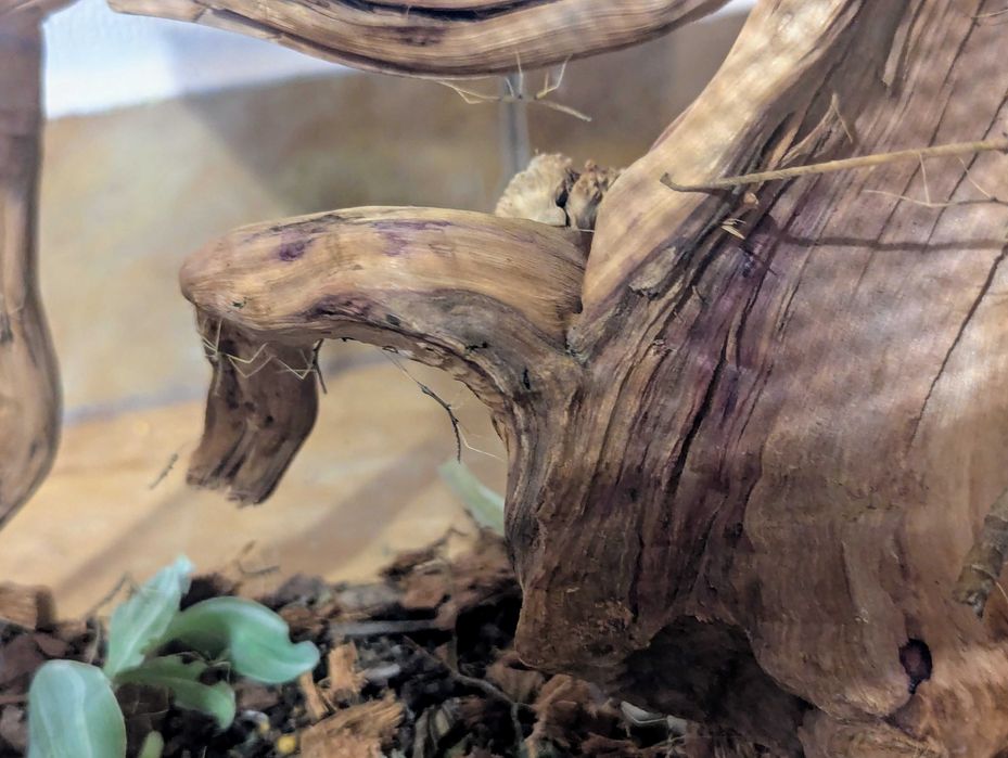 Patyczaki małe ok.4 miesięcy odbiór Wysokie Mazowieckie lub Białystok