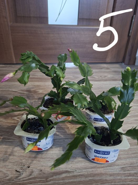 Квіти, шлюмбергера, різдвяник