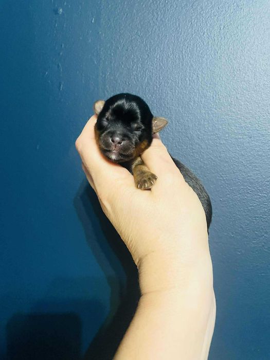 York wybitnie śliczny. Rodzice i dziadkowie przepiękni.