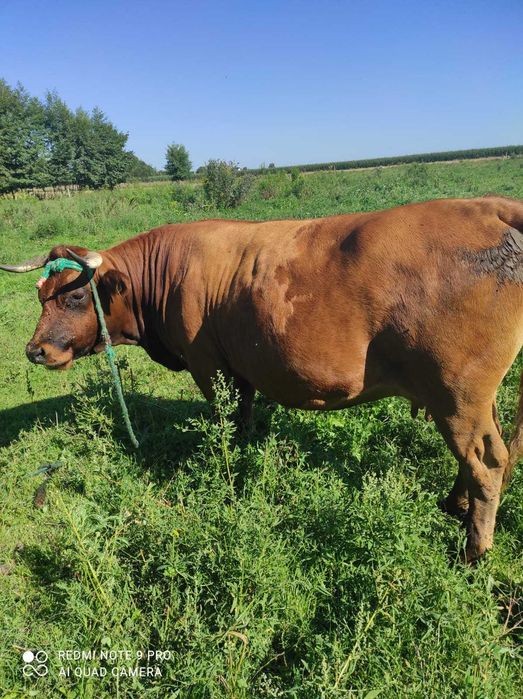 Piękna limuzyna, cielna 9 miesiąc