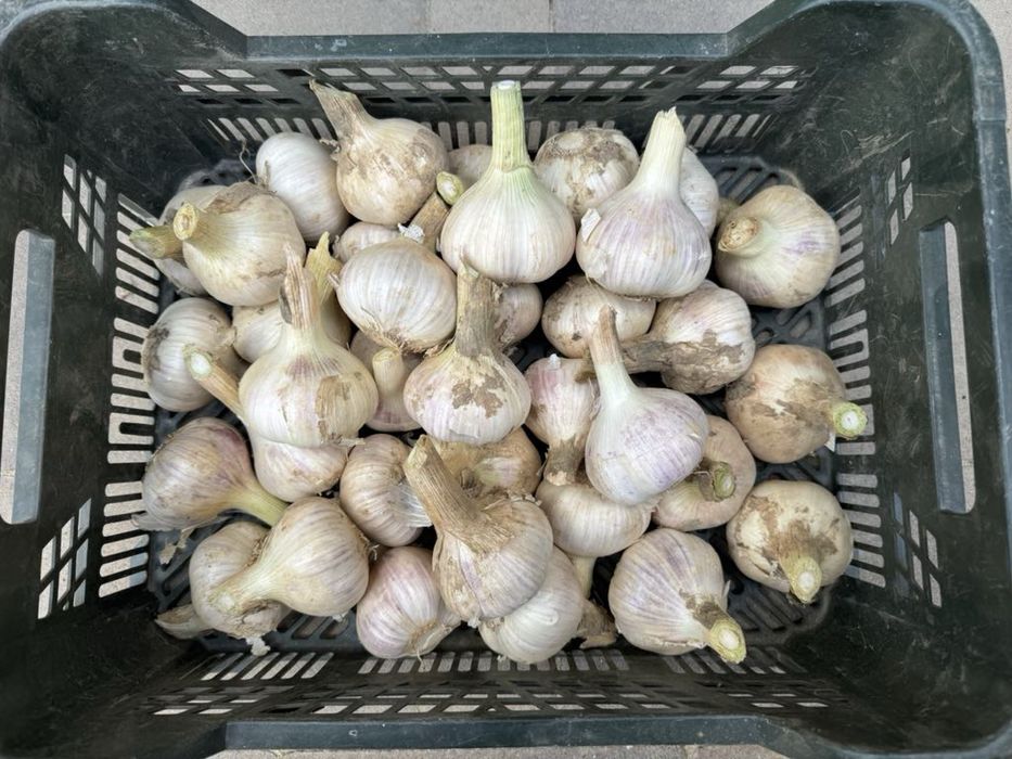 Czosnek Ornak ozimy na kilogramy