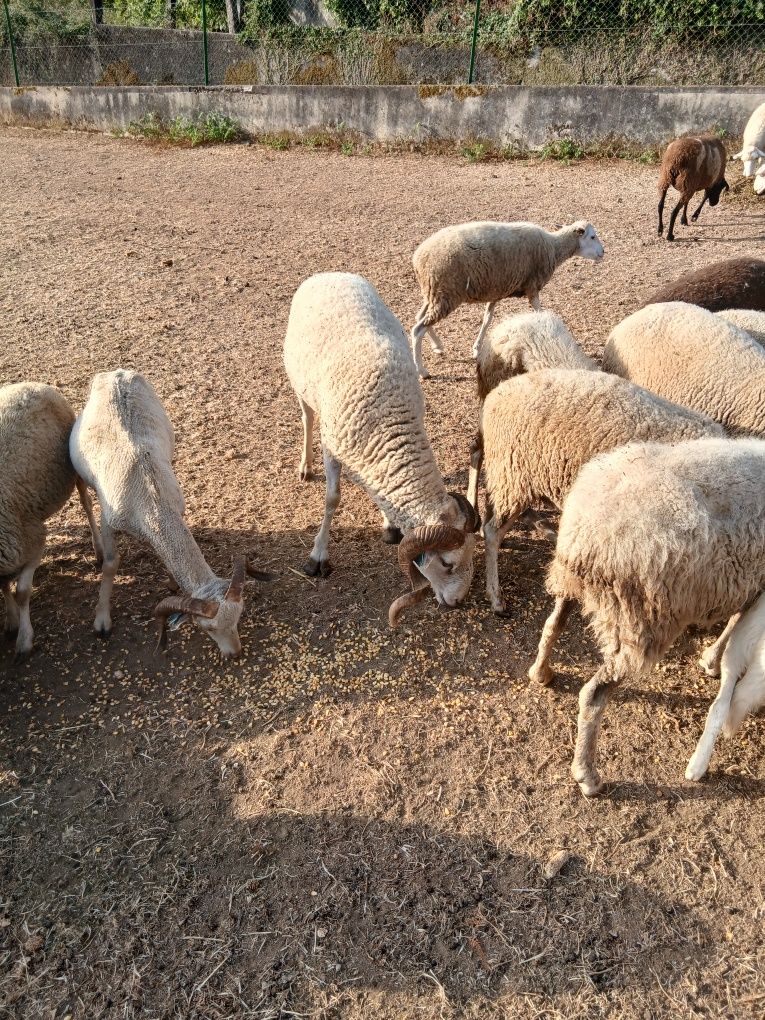Carneiros Bordaleiros