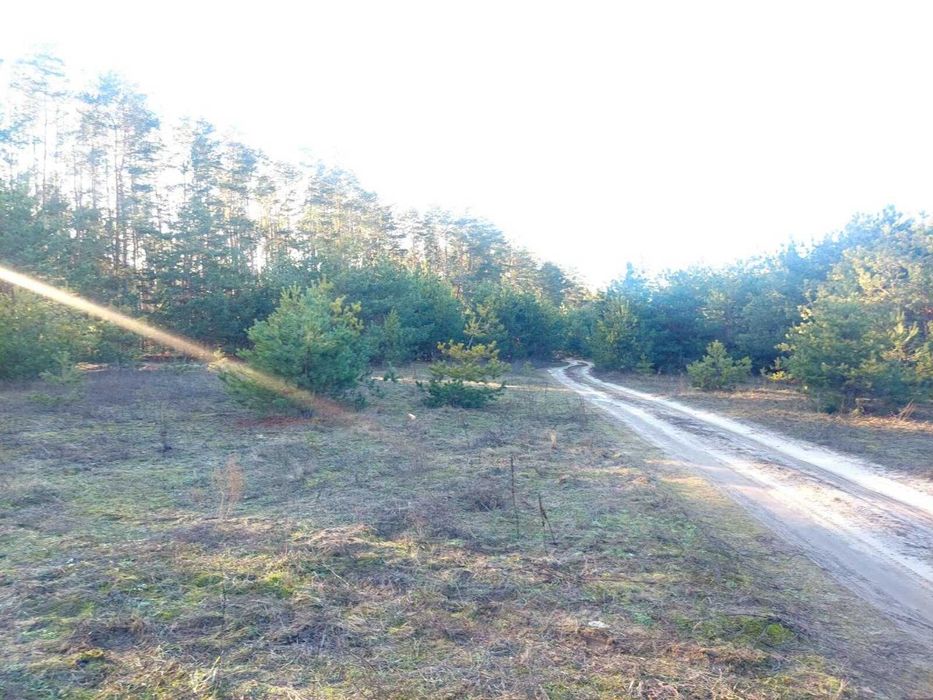 Продаж 2,44га під садівництво з правом забудови в с.Кам'янка(26105783)