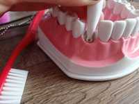 Model szczęki do higieny jamy ustnej