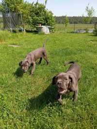 Suczki cane corso