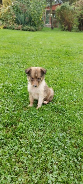 Owczarek szkocki śniadą auczka