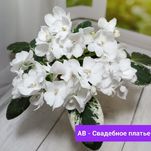 Детки фиалок сортовые