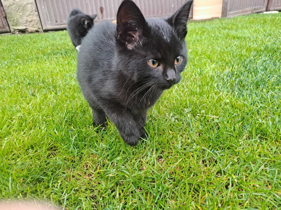 Oddam kocięta w dobre ręce