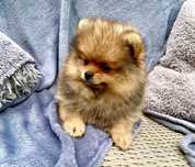 Szpic miniaturowy , pomeranian