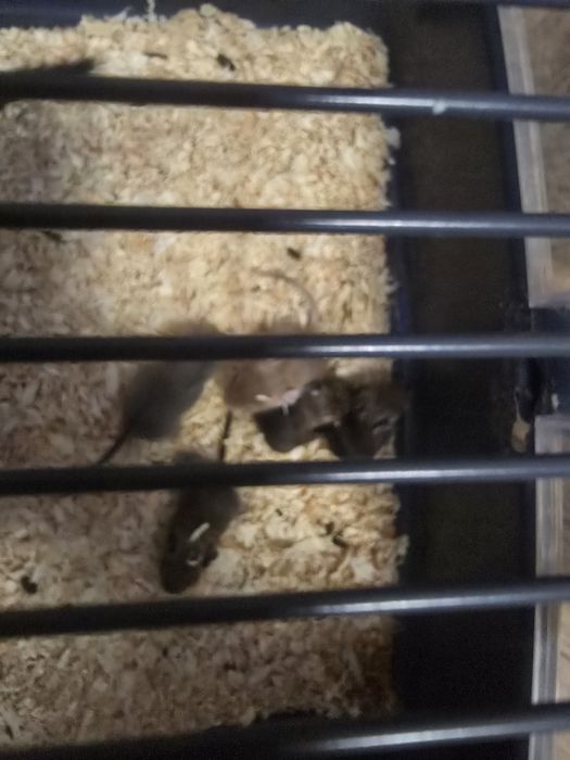 Oddam w dobre ręce koszatniczki tygodniowe wraz z klatką.