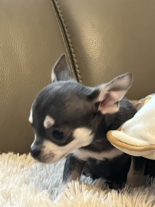 Cudowny piesek chihuahua niebiesko podpalany do odbioru