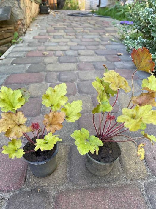 Гейхери сорт Карамель.