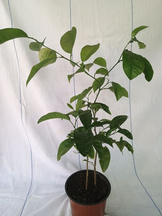 Цитруси ( апельсин)