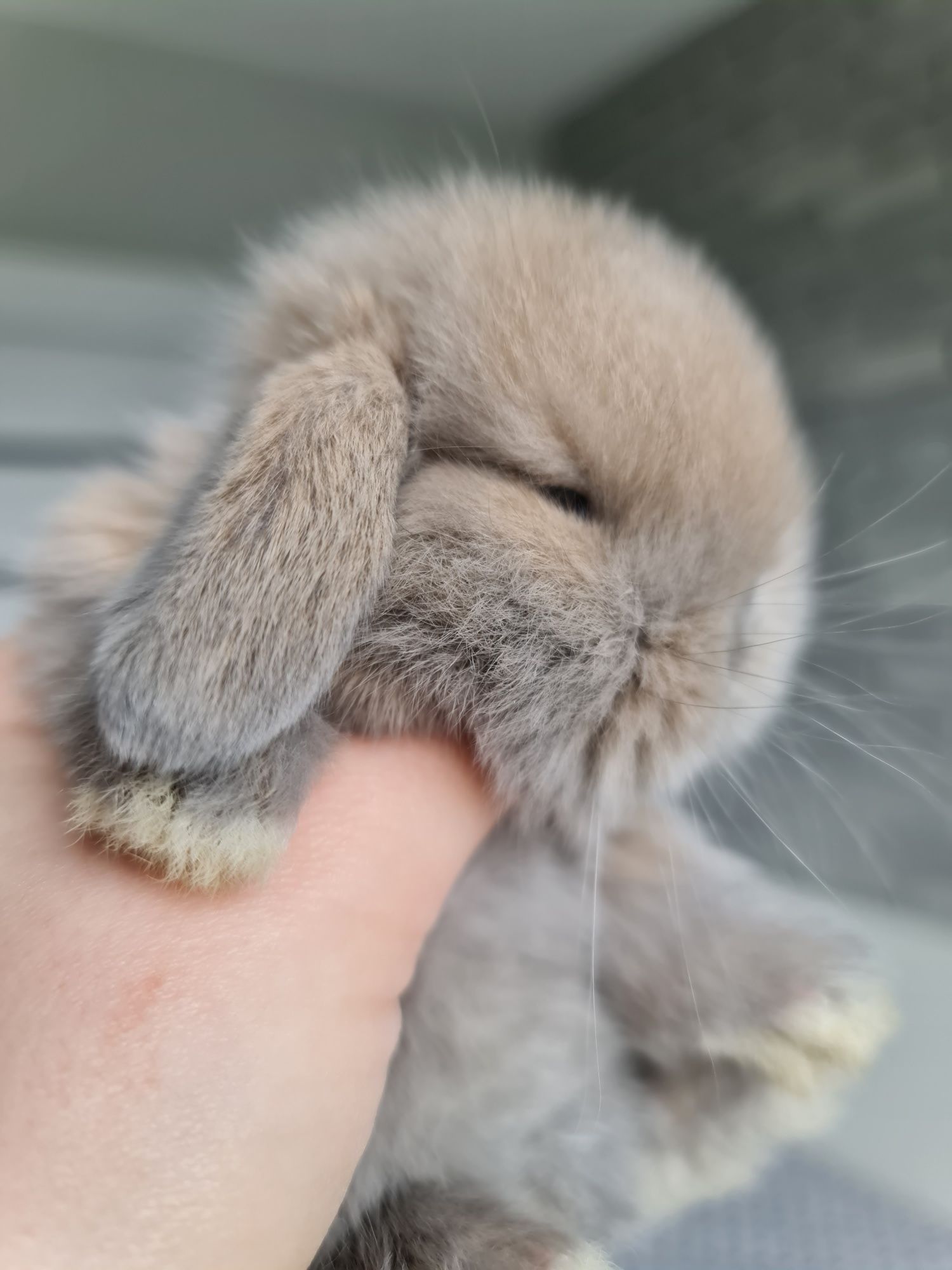 Mini lop królik króliczek miniaturka baranek  hodowla czip