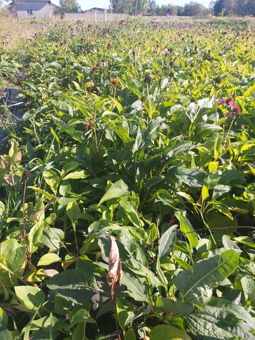 Jezówka purpurowa 
mam na sprzedaż JEŻÓWKI PURPUROWE (echinacea).
Jeżó
