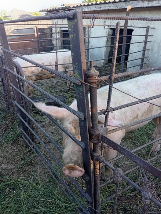 Свиноматку  молоду ландрас