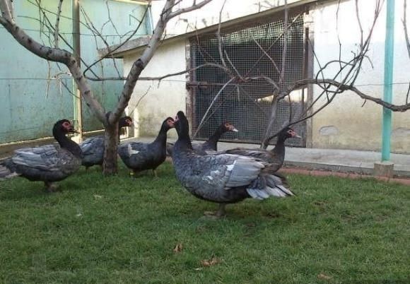 Продам индоуток домашних