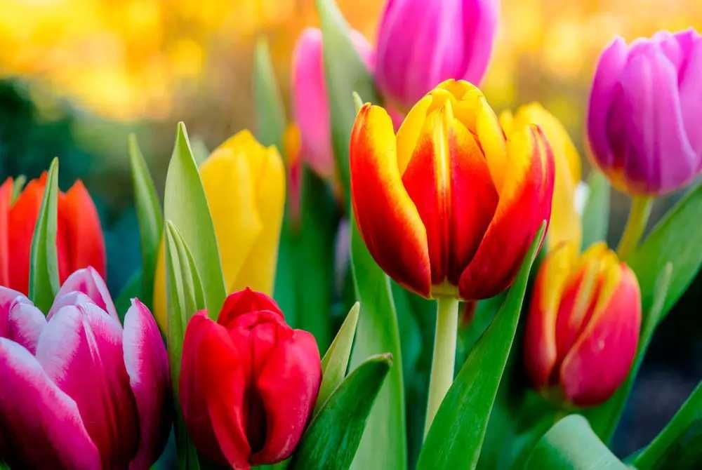 Цибулини голландських тюльпанів