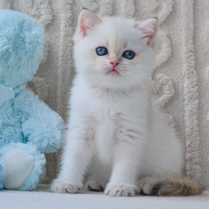 Британський хлопчик нарядна шубка