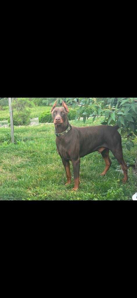 Szczeniak Doberman Czekoladowy