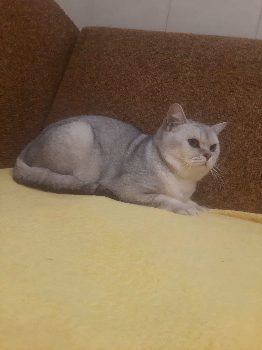 Шотландський скоттіш страйт в'язка