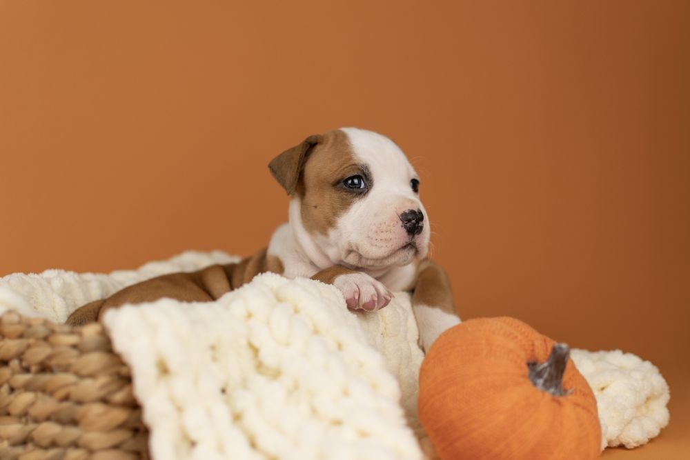 Шикарные мальчики породы Американский стаффордширский терьер