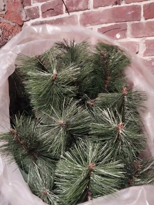 Новорічна сосна 2м