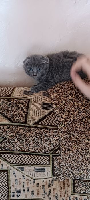 Шотландська висловуха киця