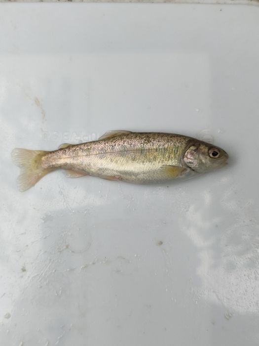 Narybek Pstrąga Gospodarstwo EKO.