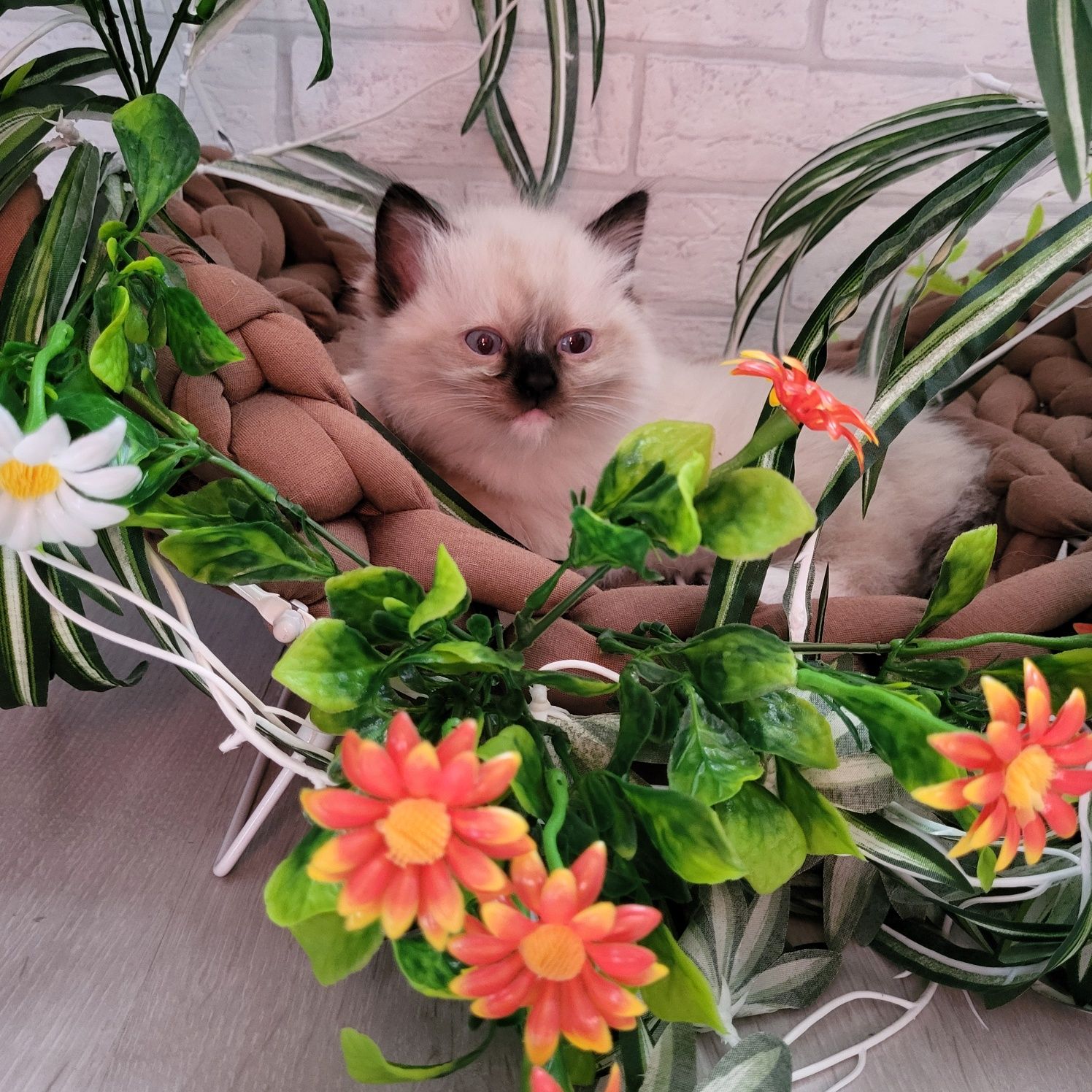 Ragdoll kocurek Nikolas
