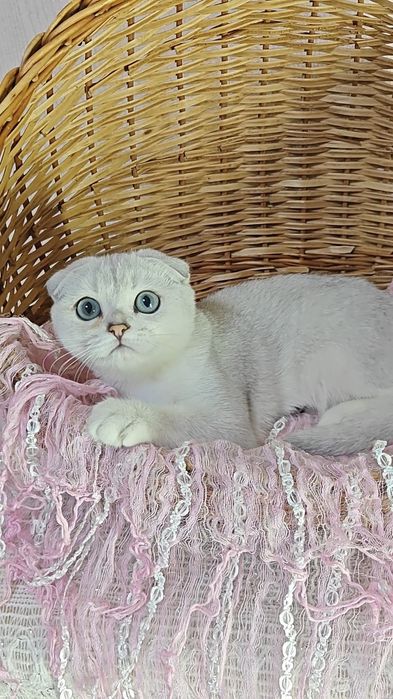 Висловухий шикарний хлопчик срібляста шиншила