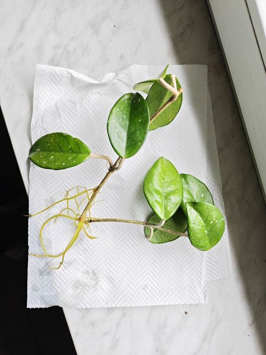 Hoja kwiatek pokojowy