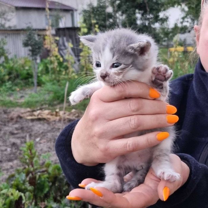Безкоштовно. Милі кошенята .  Доставимо.