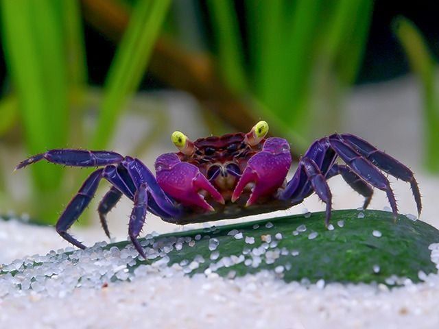 Caranguejos vampiro macho