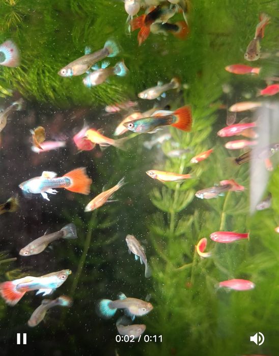 Рыбки гуппи живородящие продам