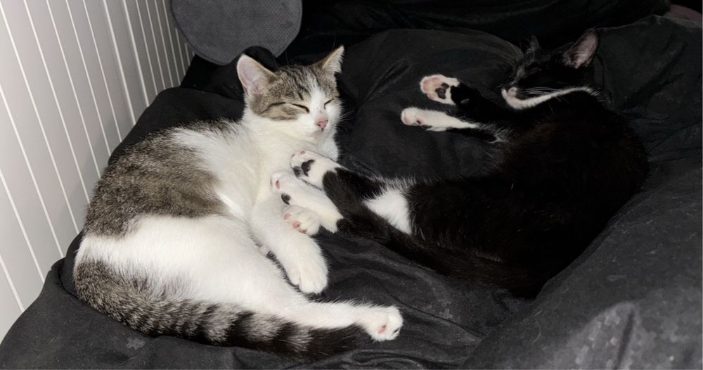 Kociaki 4 miesieczne szukaja domu / kocieta do adopcji