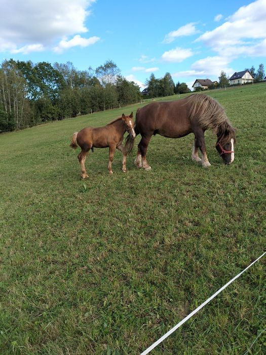 Koń kobyła klacz sztumska