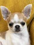 Chihuahua Macho Pequenino