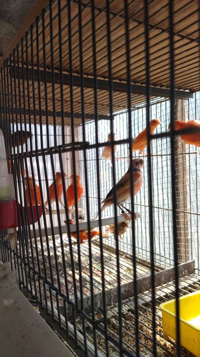 Animais domésticos
