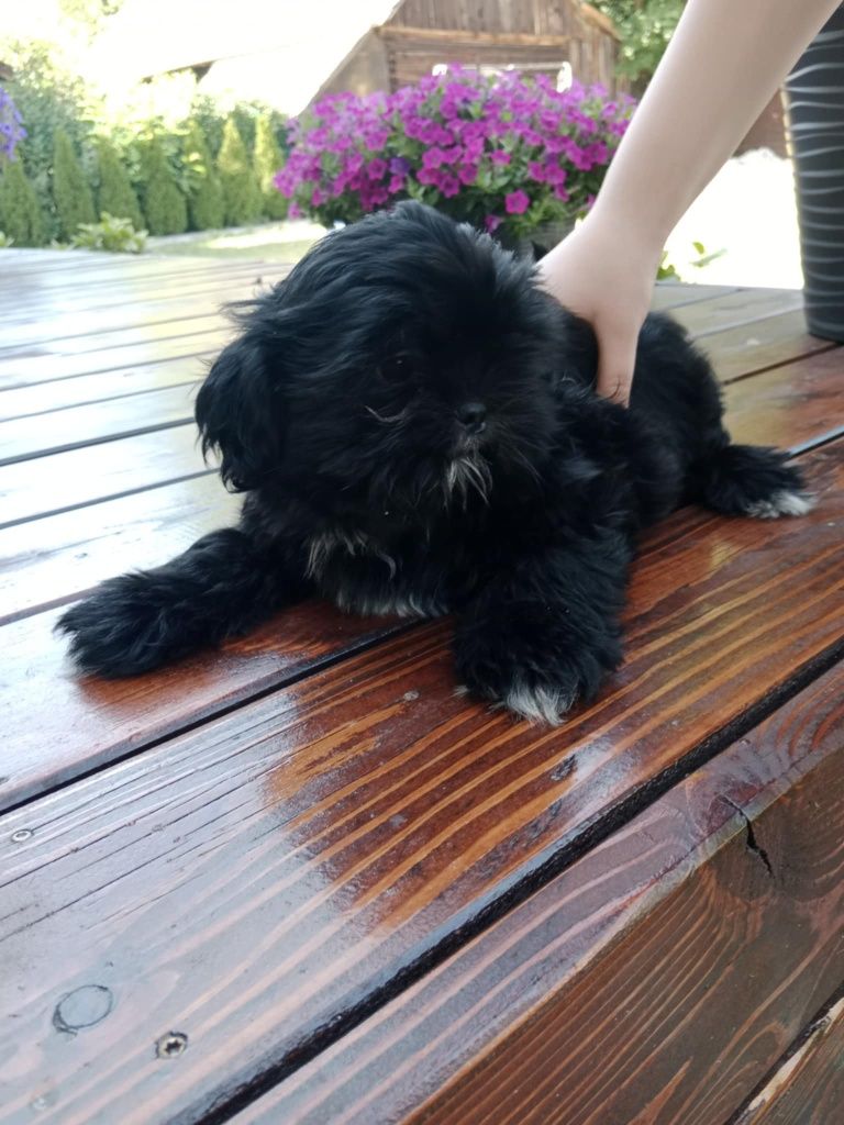 Shihtzu śliczny chlopczyk