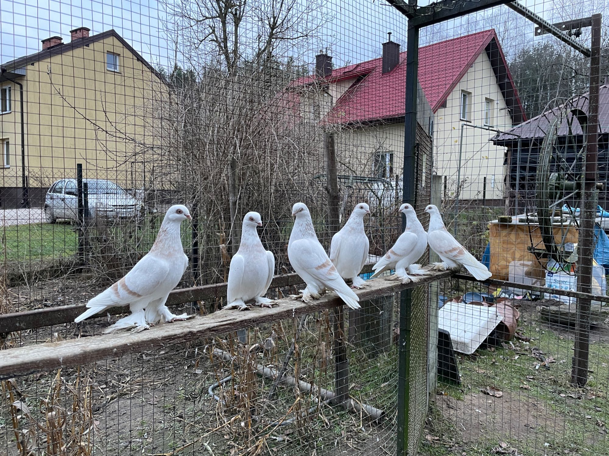 Sprzedam gołębie blauwindry