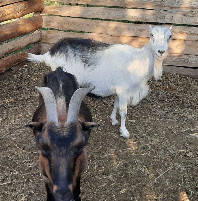 Дойные козы Ламанча