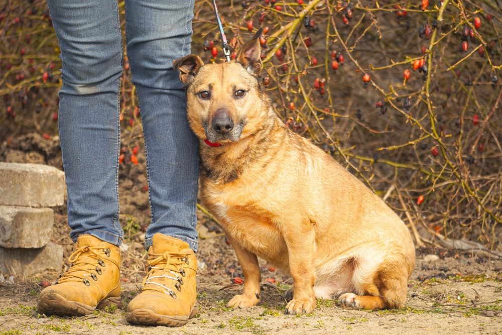 Amol uroczy psiak szuka domku